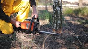 Best Tree Disease Treatment  in Flora, IN