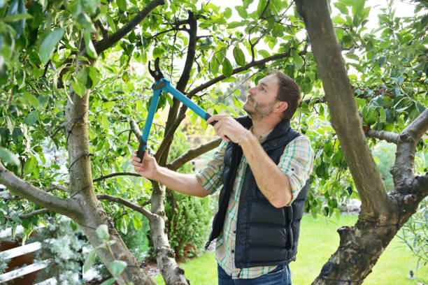 Best Fruit Tree Pruning  in Flora, IN